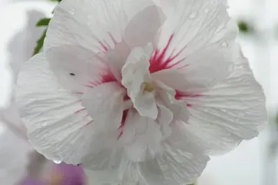 White Hibiscus / in Karins garden