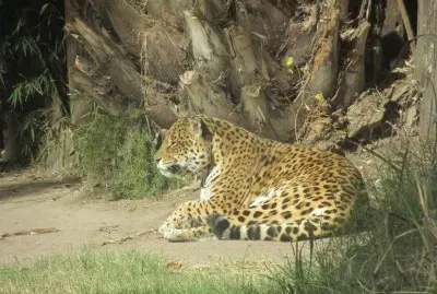 jaguar jigsaw puzzle