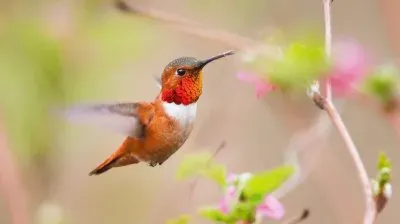 פאזל של colibri