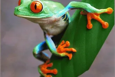 sapo colorido