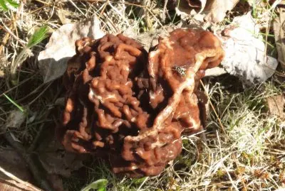 Fungus looks like a brain!
