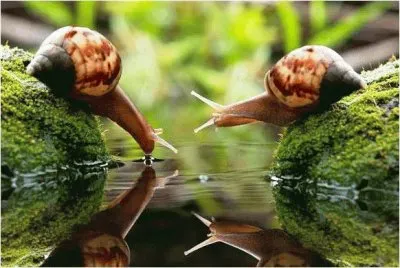 snail pair jigsaw puzzle