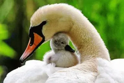 mom#214