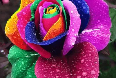 Flores jigsaw puzzle