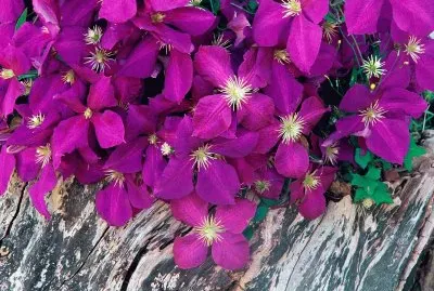 Flores jigsaw puzzle