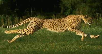 cheetah jigsaw puzzle