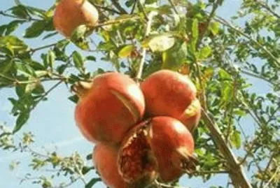 פאזל של Frutos