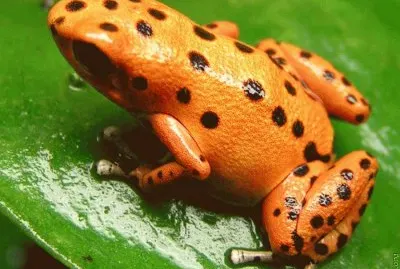 orange frog