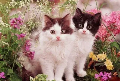 Kittens