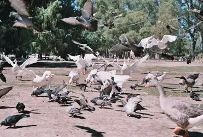 patos y palomas