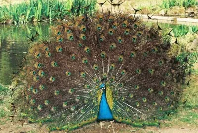 pavo real