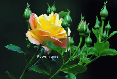 imagens jigsaw puzzle