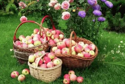 Apples