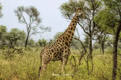 imagens jigsaw puzzle