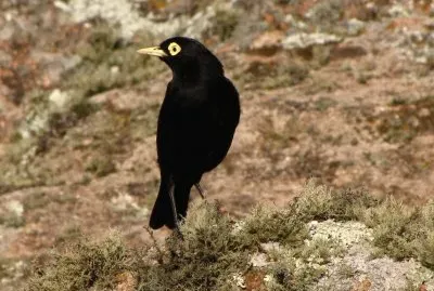 pico de plata jigsaw puzzle