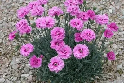 imagens jigsaw puzzle