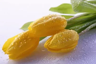 imagens jigsaw puzzle