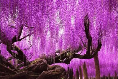 summer-134 jigsaw puzzle