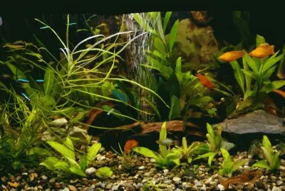 akvarij
