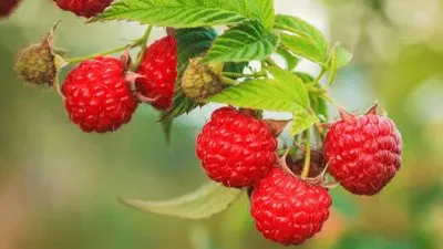 פאזל של Raspberrys