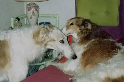 Confidences entre Barzois