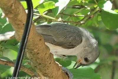 Titmouse jigsaw puzzle