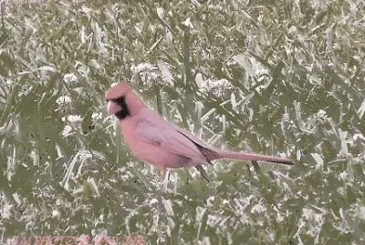 Cardinal jigsaw puzzle