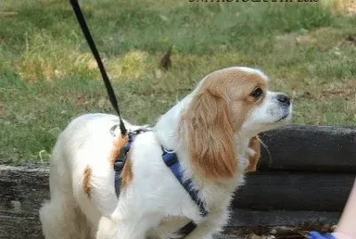 Cavalier King Charles