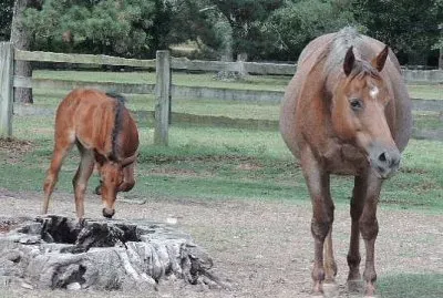Mare and Baby jigsaw puzzle