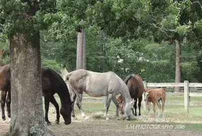 Mares