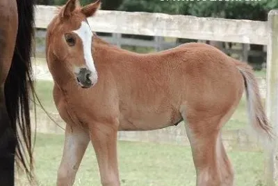 Filly