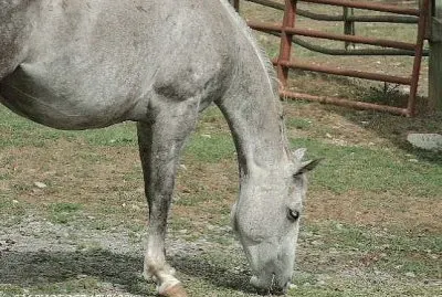 Mare jigsaw puzzle