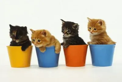 Kittens jigsaw puzzle