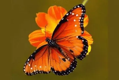 Butterfly jigsaw puzzle