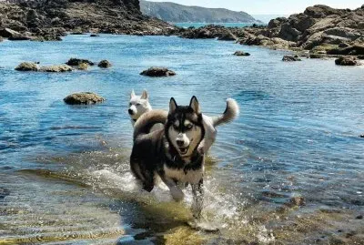 Cachorros na Praia