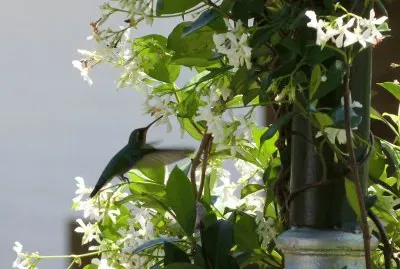 colibrÃ­ jigsaw puzzle