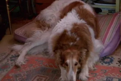 Princesse Olinka jigsaw puzzle