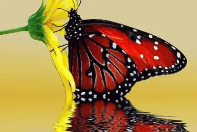 Butterfly on flower jigsaw puzzle