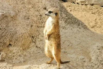 suricata jigsaw puzzle