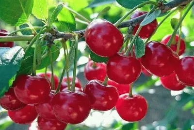 פאזל של rosas5