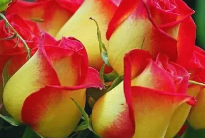 rosas6 jigsaw puzzle