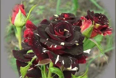 rosas8 jigsaw puzzle