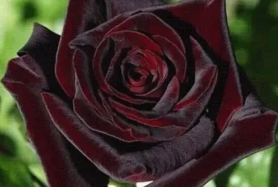 rosas9 jigsaw puzzle