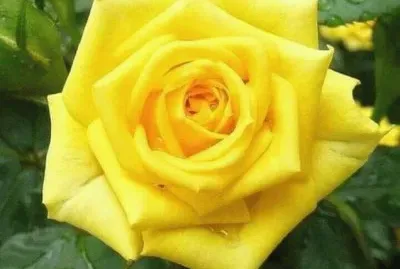 rosas10 jigsaw puzzle