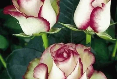 rosas11 jigsaw puzzle