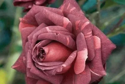 rosas12 jigsaw puzzle