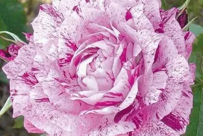 rosas13 jigsaw puzzle