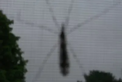 Big bug on the screen           LJ