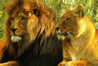 animales