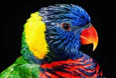 פאזל של pÃ¡ssaro